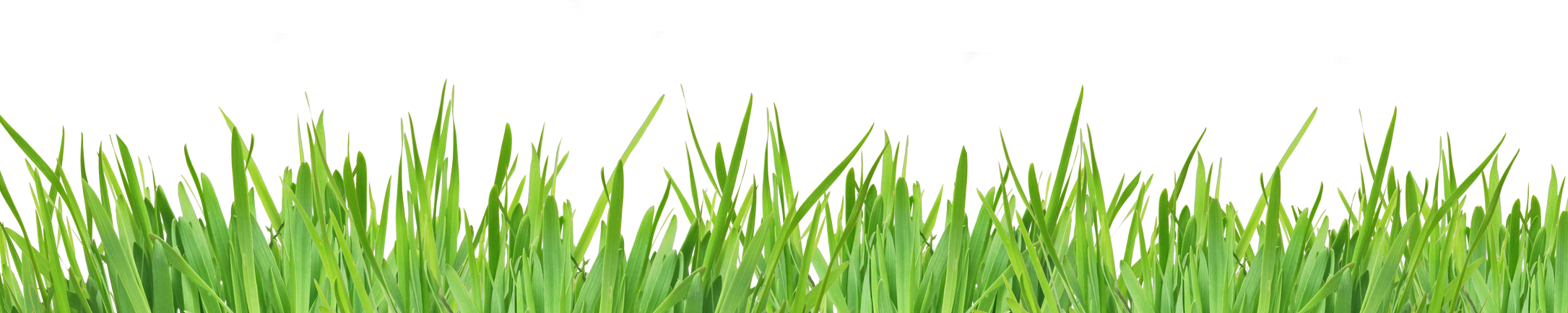 Green Grass Isolated